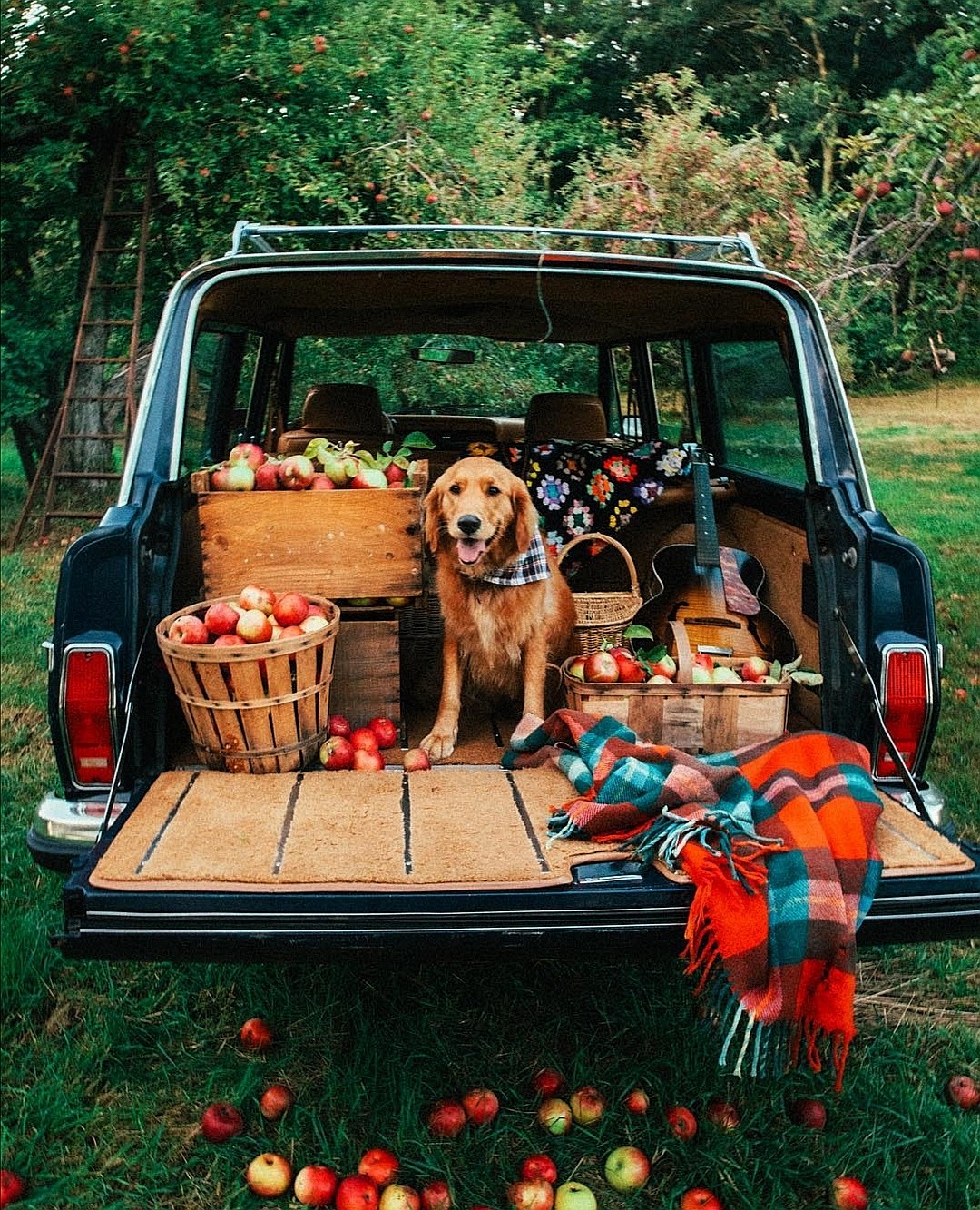 1080x1333, 637 Kb / автомобиль, классика, ретро, урожый, универсал, собака, яблоки, корзина, осень, гитара, плед, ящик