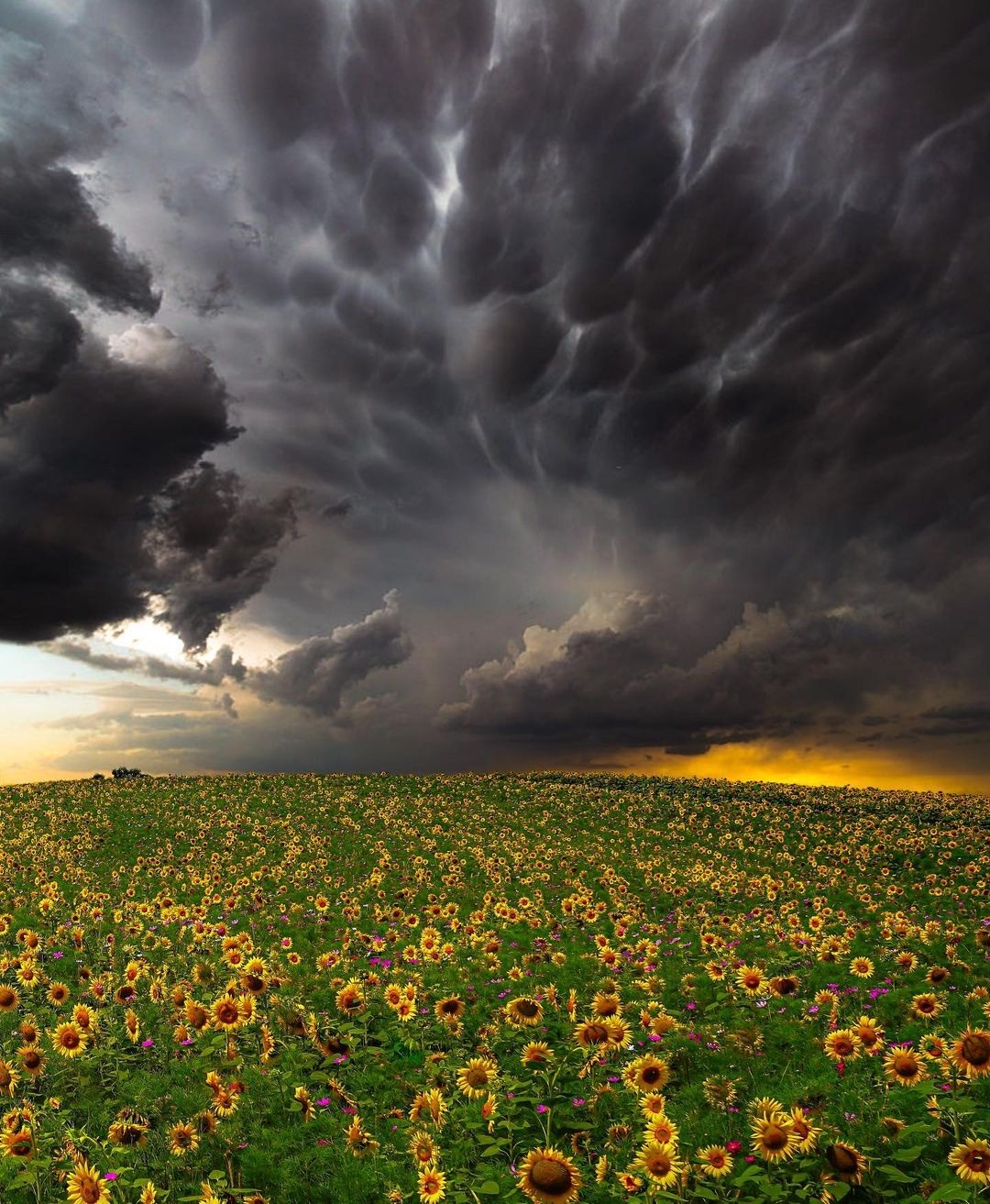 1080x1313, 348 Kb / поле, облака, небо, подсолнухи, нейросеть
