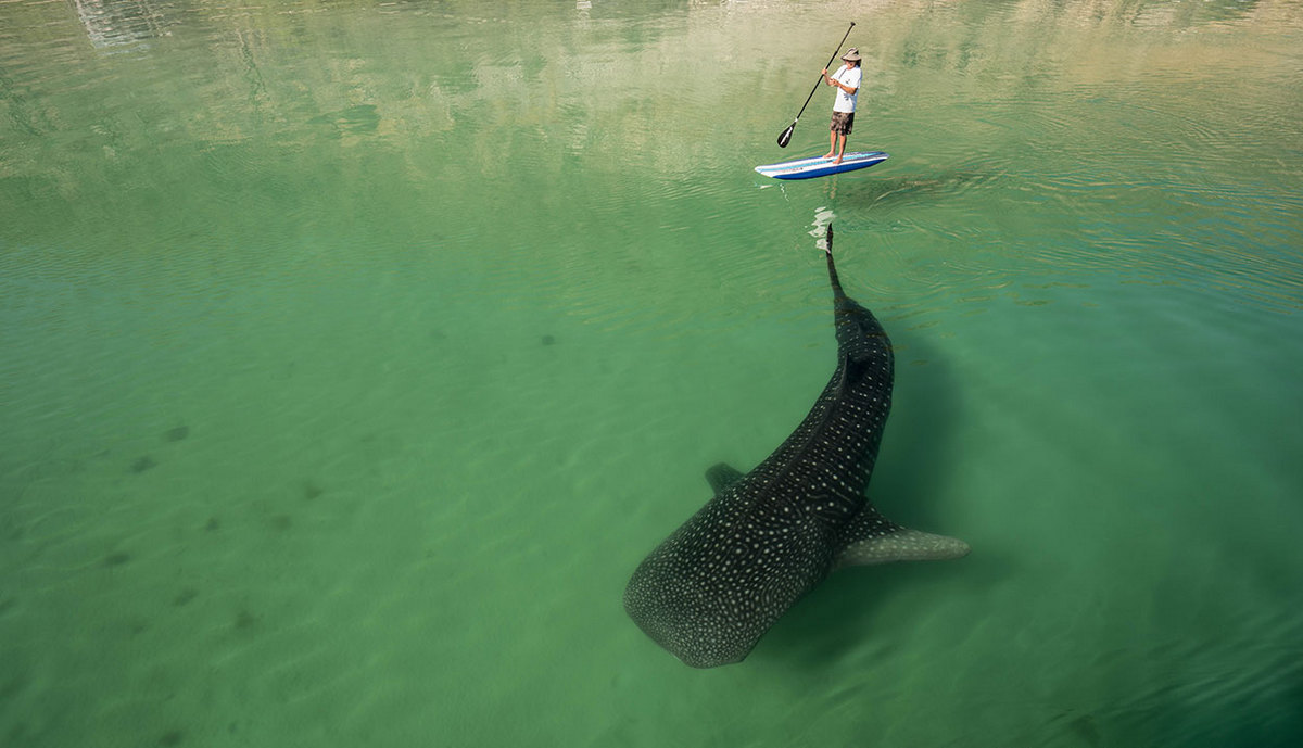 1200x689, 125 Kb / рыба, доска, весло, акула