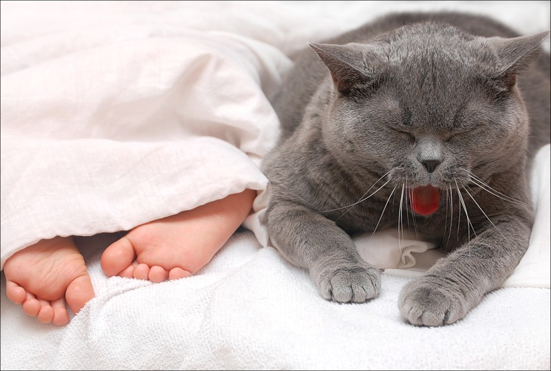 800x539, 103 Kb / кот, ноги