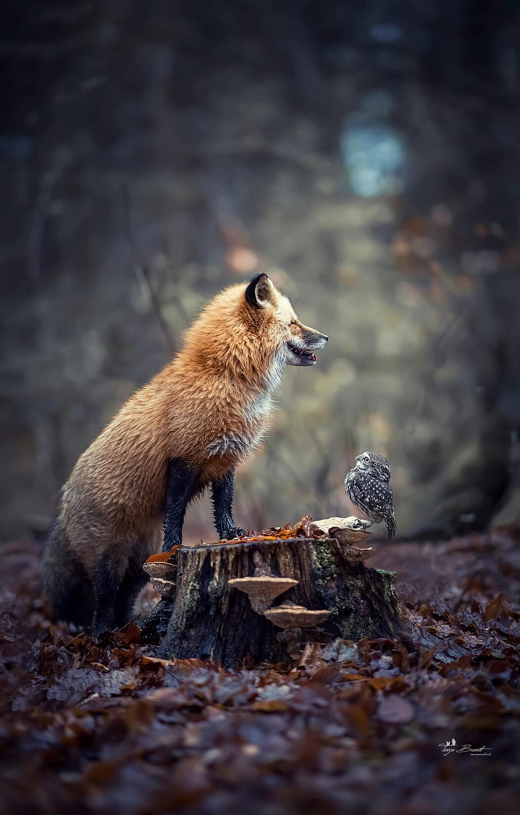 1052x1648, 346 Kb / лиса, лисица, сова, пень, пенек, грибы