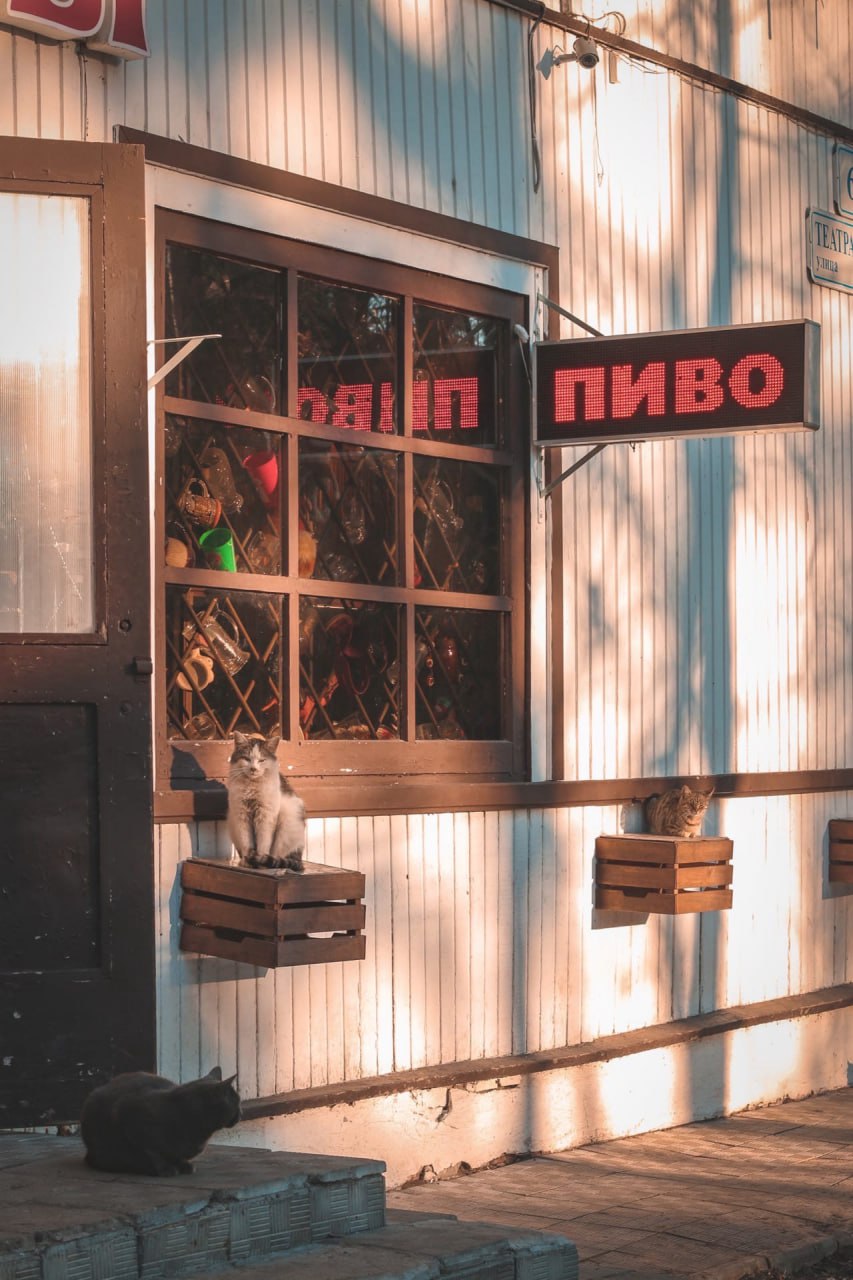 853x1280, 185 Kb / Пиво, кот, кошка, вывеска, дверь, окно