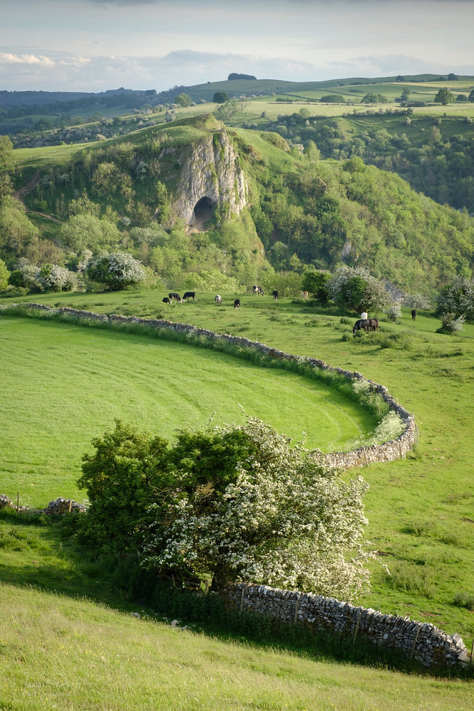 683x1024, 294 Kb / Англия, пещера Тора, река, корова, луга, поле