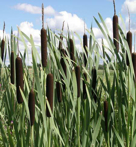 450x485, 62 Kb / рогоз