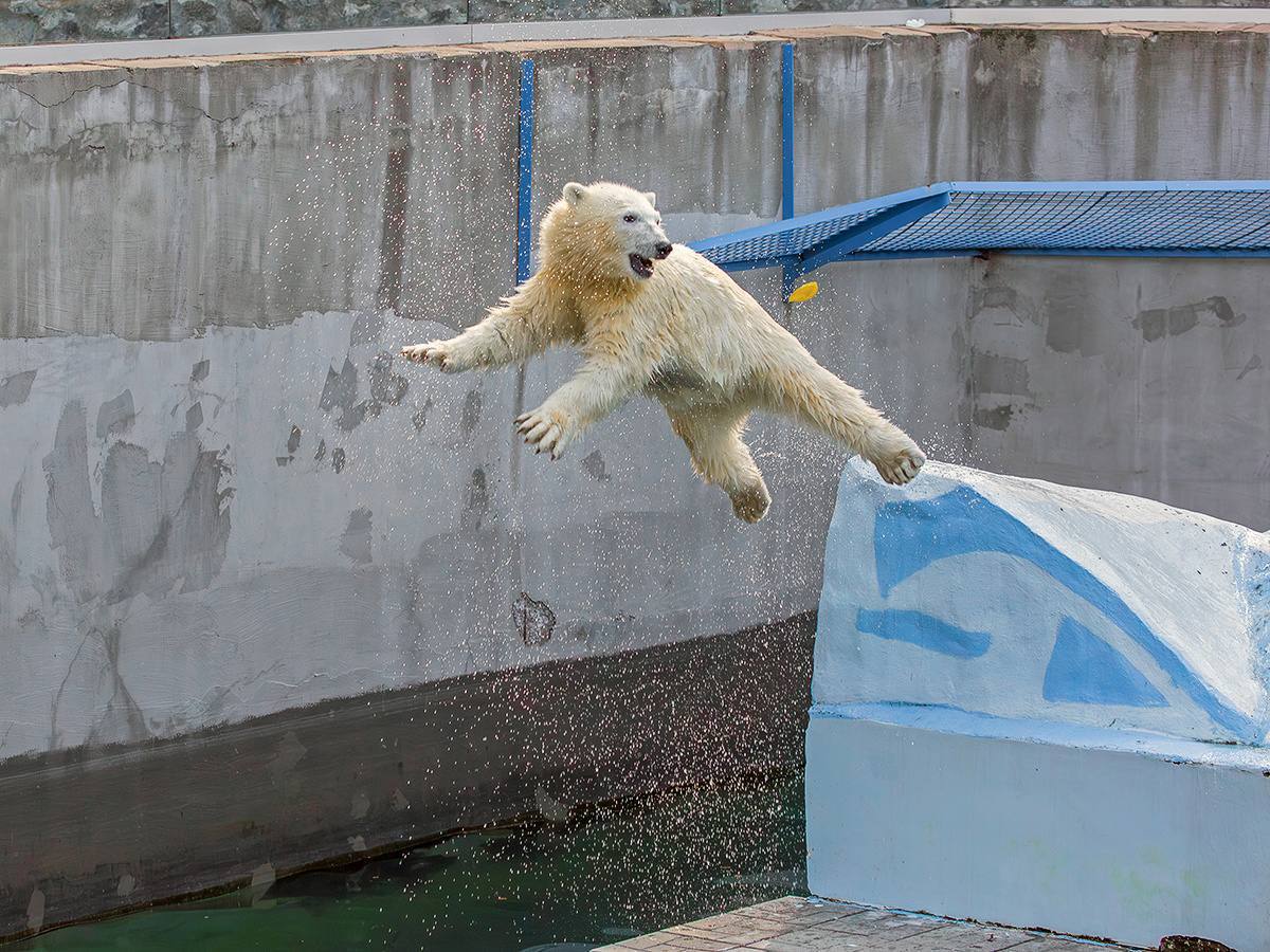 1200x900, 190 Kb / Белый медведь, зоопарк, Новосибирск, прыжок