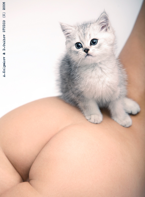 590x800, 183 Kb / котёнок, попа