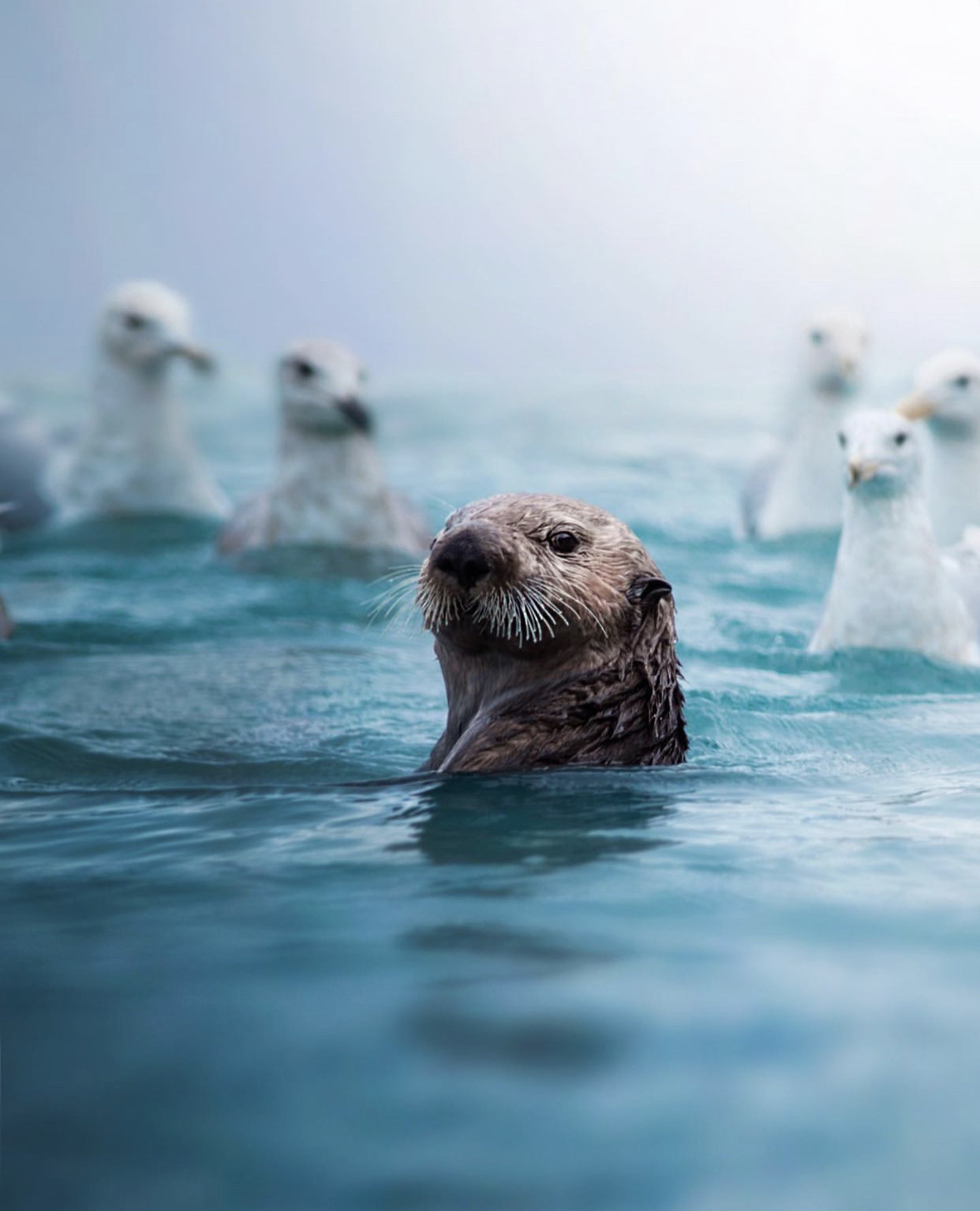 1242x1535, 239 Kb / William Frohne, выдра, чайки, голова