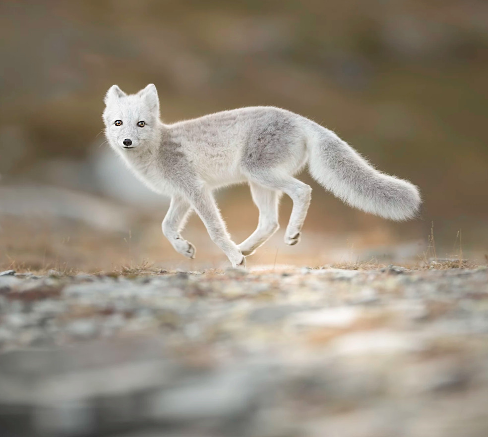 984x880, 130 Kb / Песец