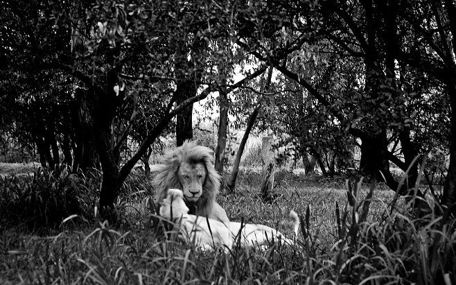 658x411, 130 Kb / лев, львица, нежность, ч/б