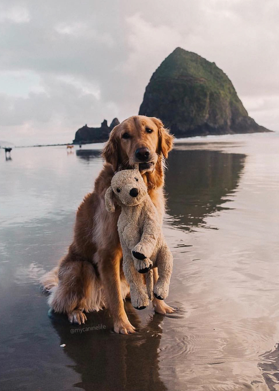 964x1350, 257 Kb / собака, магкая игрушка, пляж, песок, вода, горы, скалы