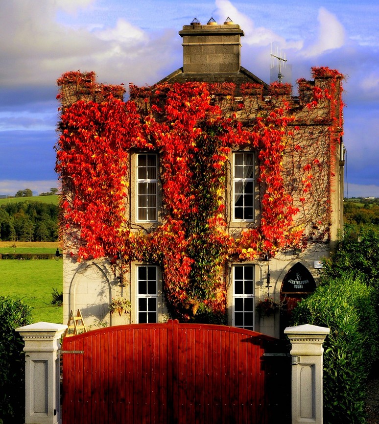 774x866, 271 Kb / дом, ворота, стремянка, листья, плющ, вьюн, труба, антенна