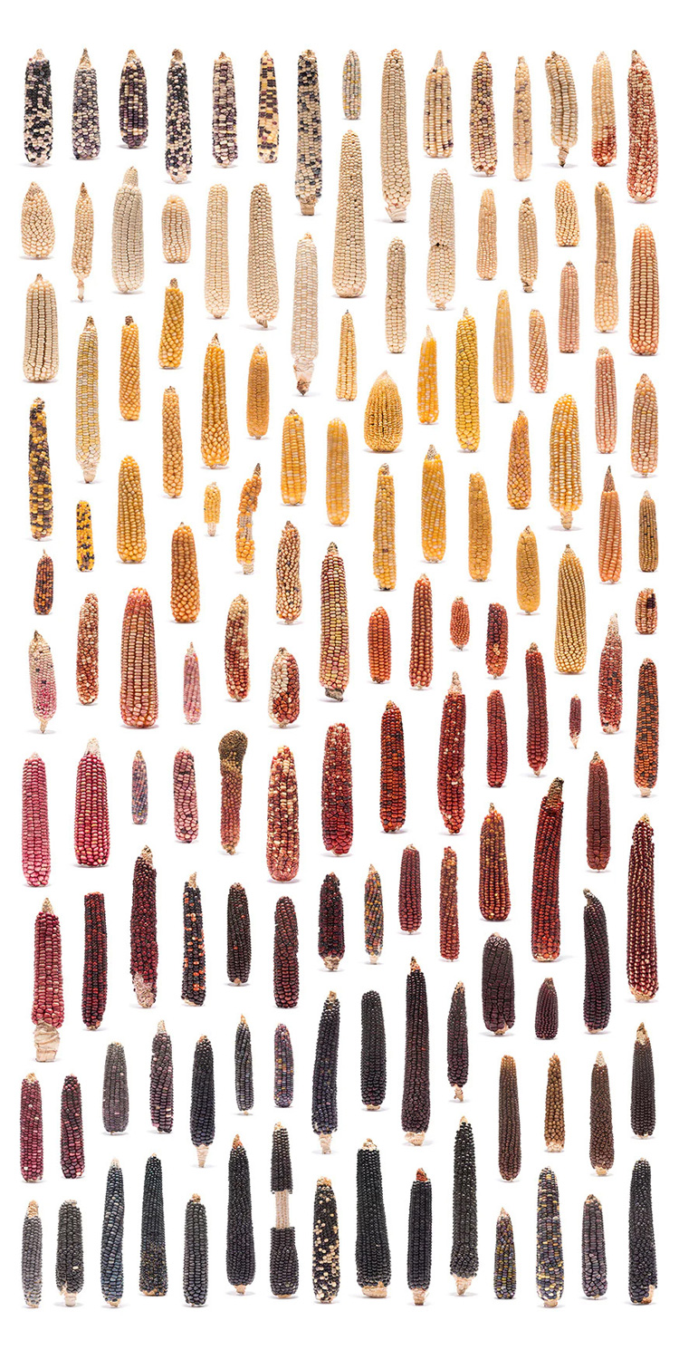 750x1500, 542 Kb / кукуруза, початок