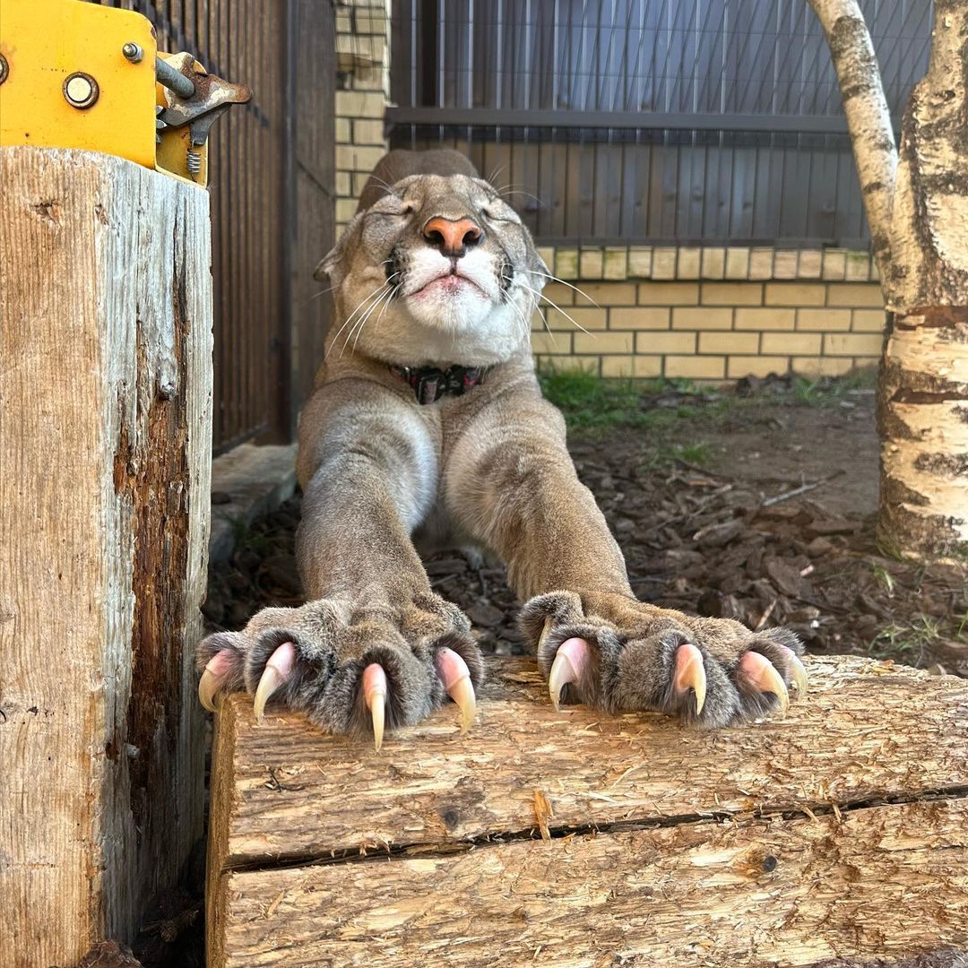 1080x1080, 294 Kb / пума, когти, береза