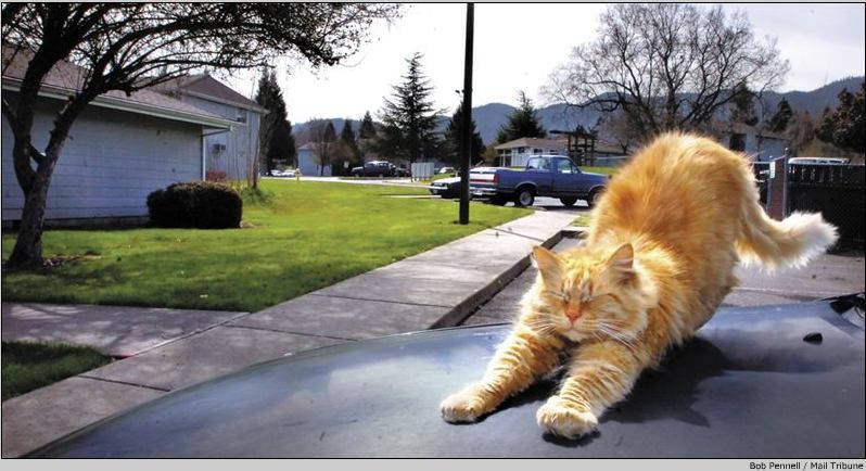 798x434, 69 Kb / рыжий кот, потягушки