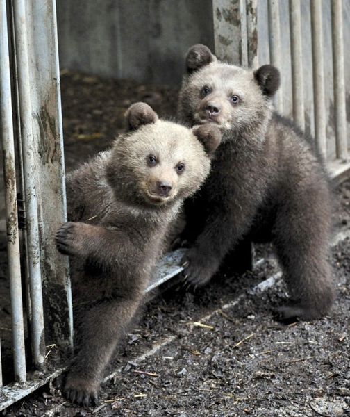 504x600, 172 Kb / медвежата