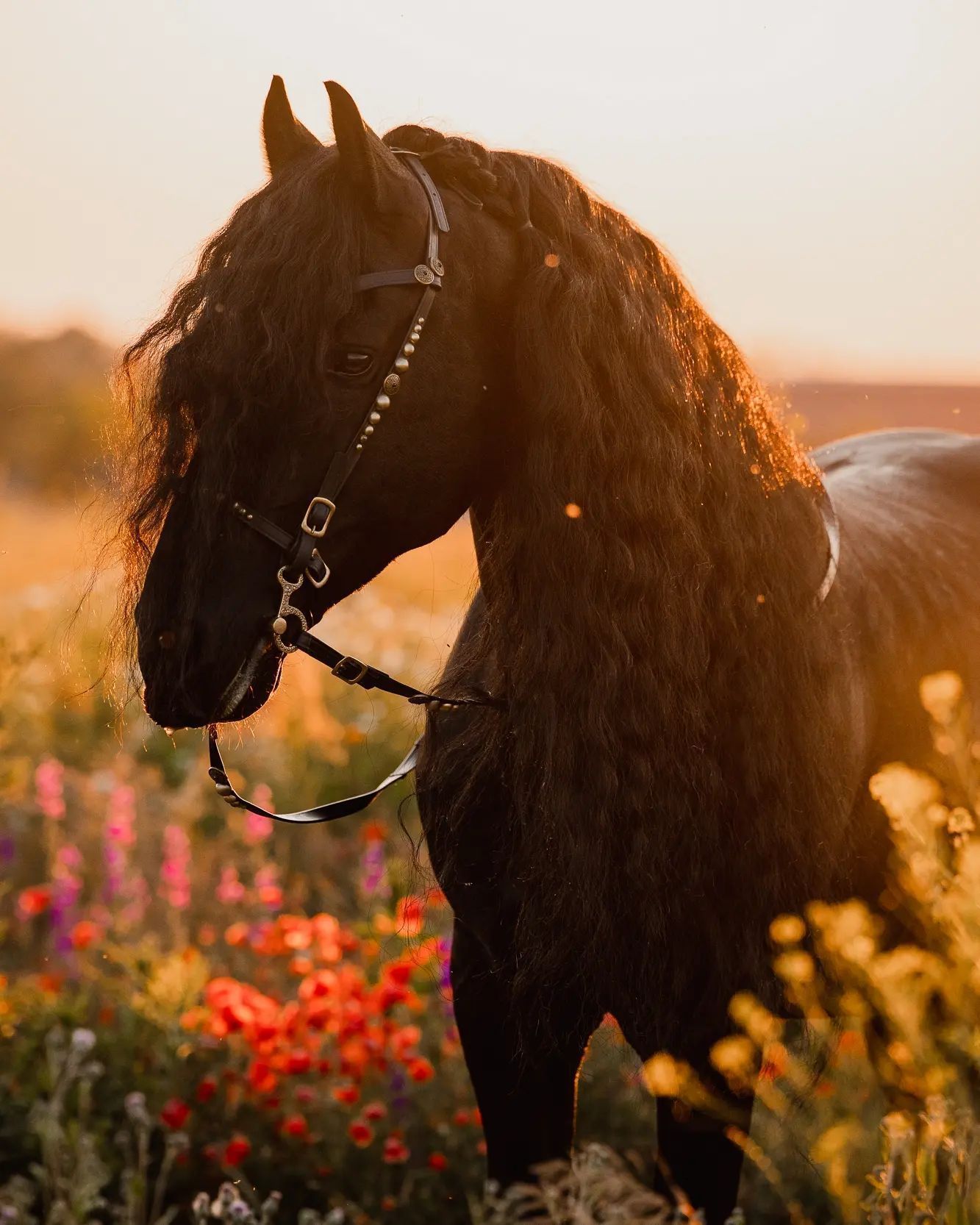 1333x1666, 223 Kb / лошадь, кобыла, конь, кудри, локоны, сбруя, уздечка, поле, цветы