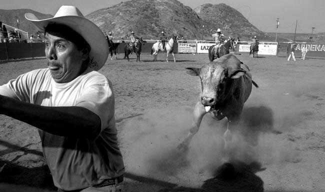 650x385, 29 Kb / Бык, Ковбой