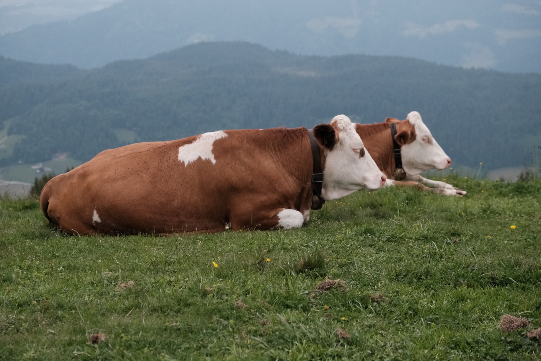 1900x1267, 632 Kb / Австрия, альпийские луга, коровы, ошейник, трава, спят