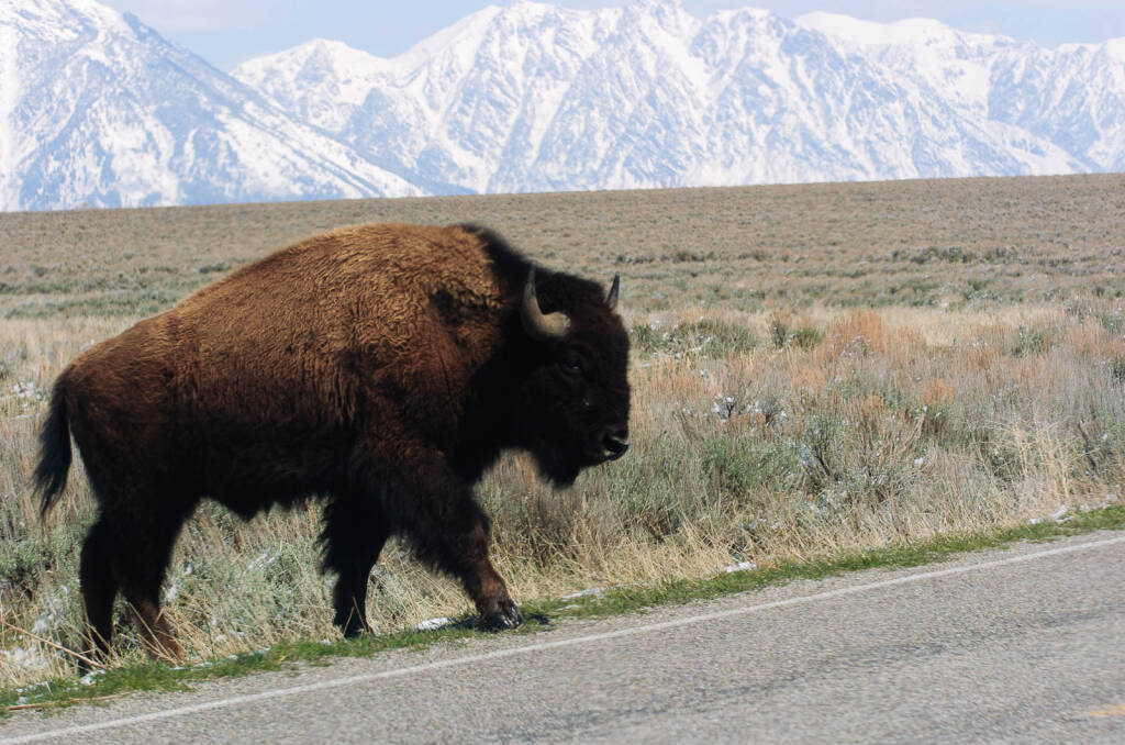 1024x678, 130 Kb / бизон, дорога, степь, горы, снег