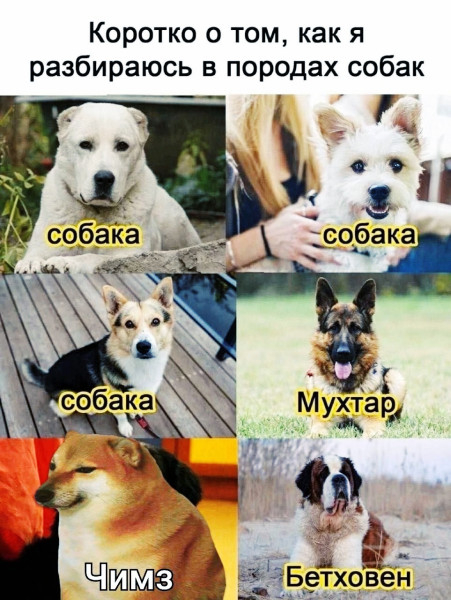 451x600, 212 Kb / порода, собака, мухтар, бетховен