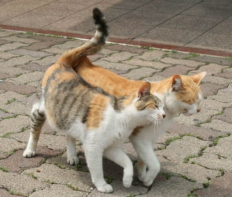 800x679, 126 Kb / коты, весна, любовь