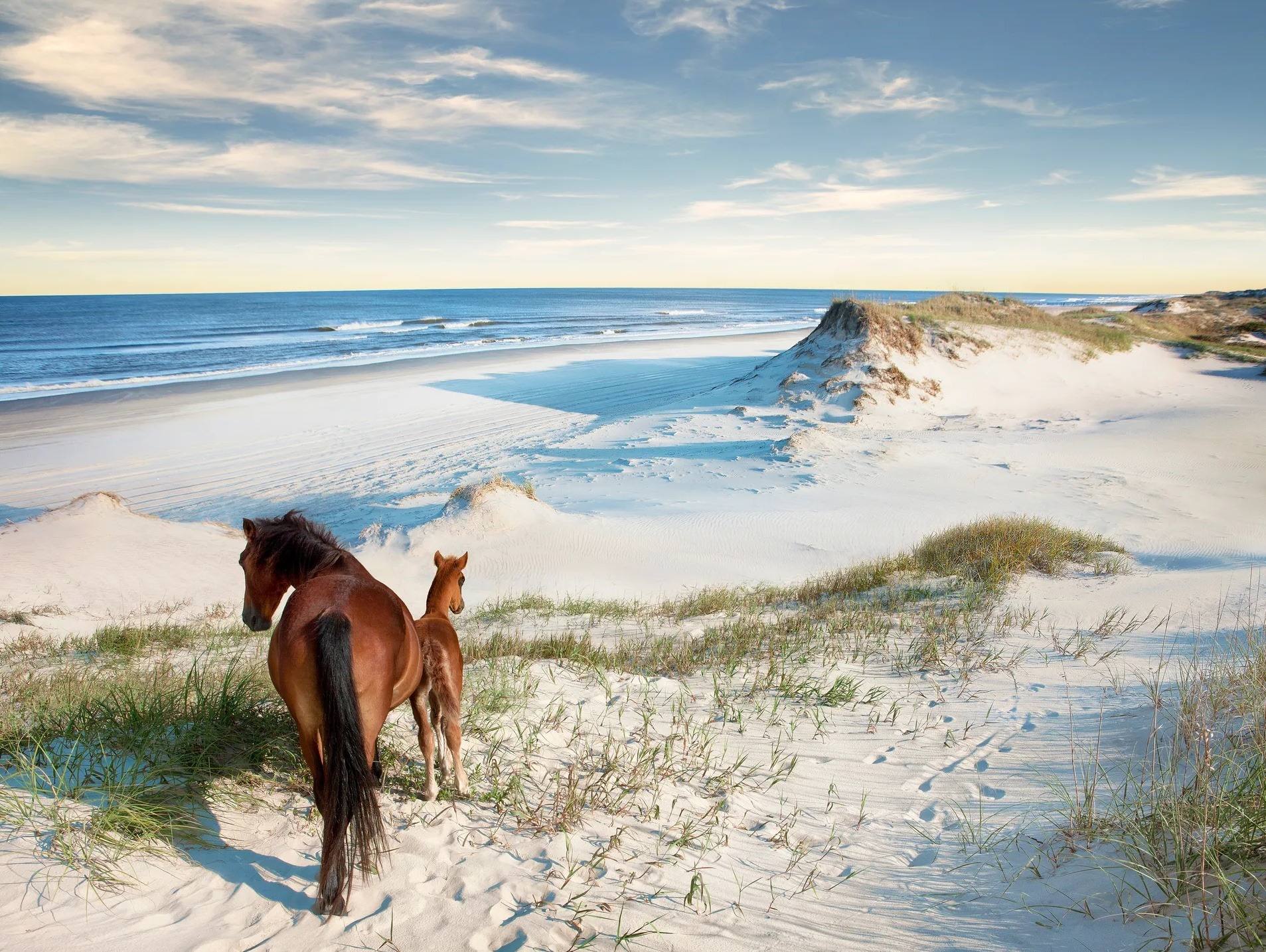 1907x1434, 453 Kb / Песок, пляж, берег, побережье, трава, жеребенок, лошадь, конь, небо