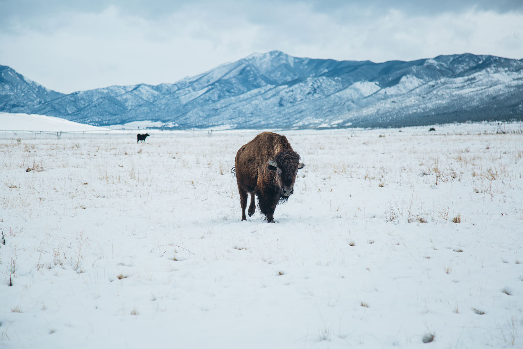 1800x1200, 278 Kb / Горы, снег, бык, як, бизон