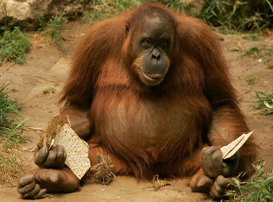 900x667, 147 Kb / орангутанг, маца