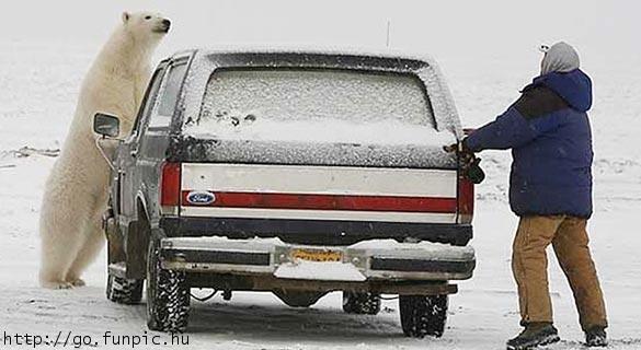 585x320, 35 Kb / медведь, машина