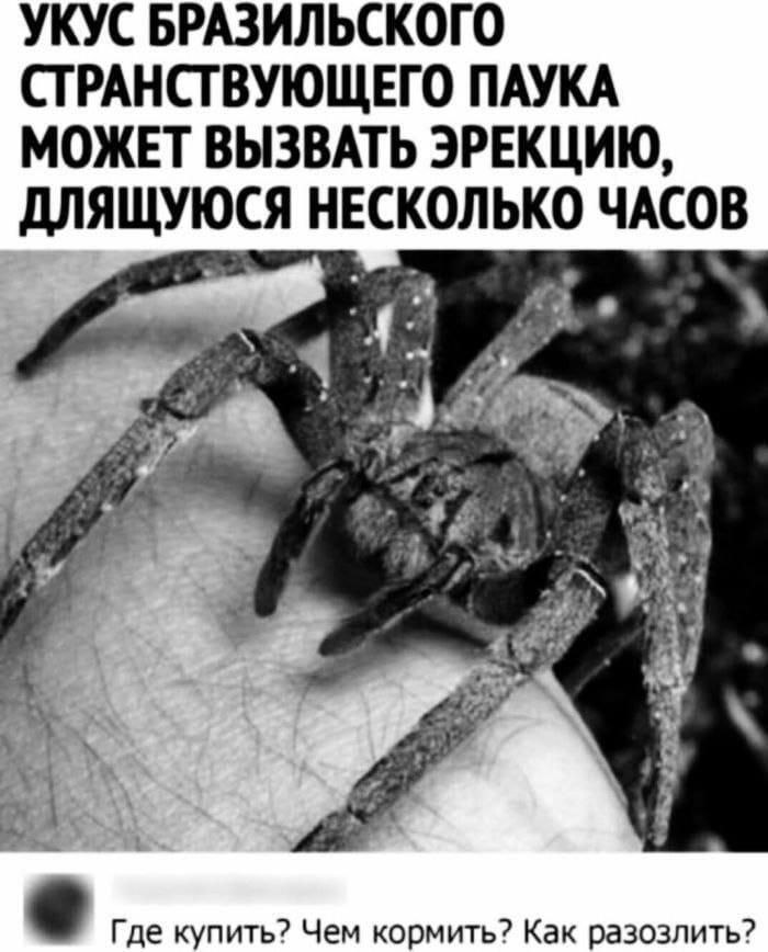 700x868, 85 Kb / Паук, укус, эрекция