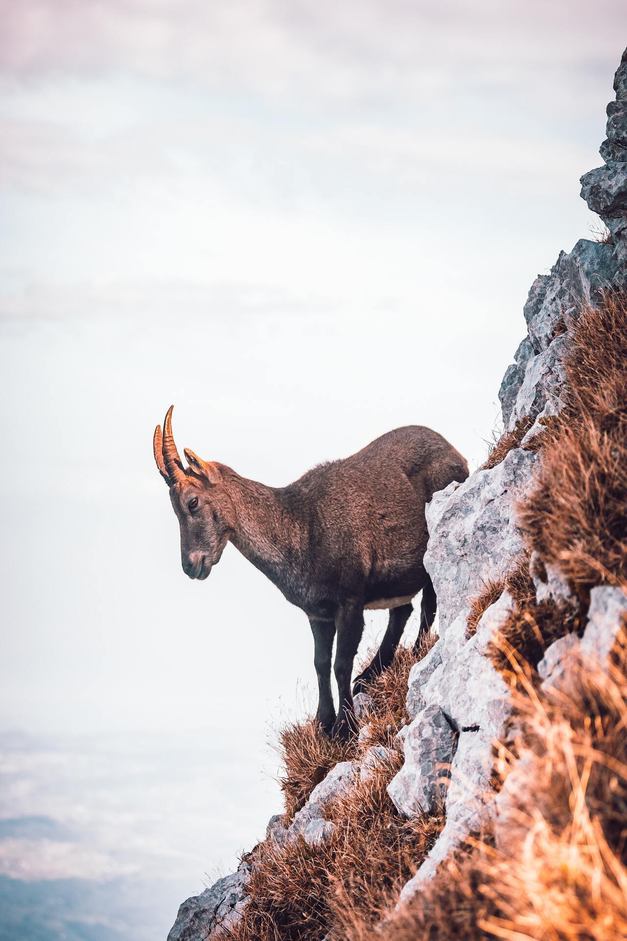 1280x1920, 249 Kb / Козёл, рога, горы, скалы, камни