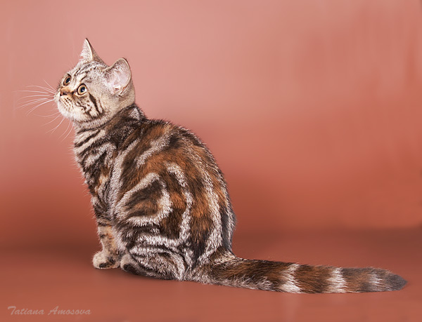 600x459, 66 Kb / кошка, мрамор