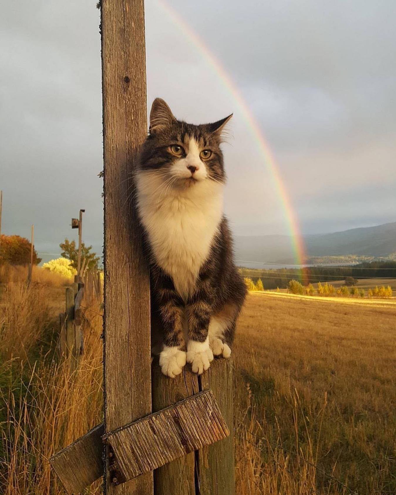 1349x1687, 250 Kb / Кот, радуга