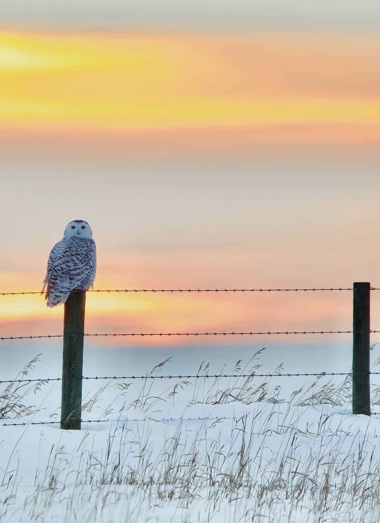 1308x1798, 374 Kb / сова,столб, снег, забор, ограждение, проволока, колючая проволока, колючка