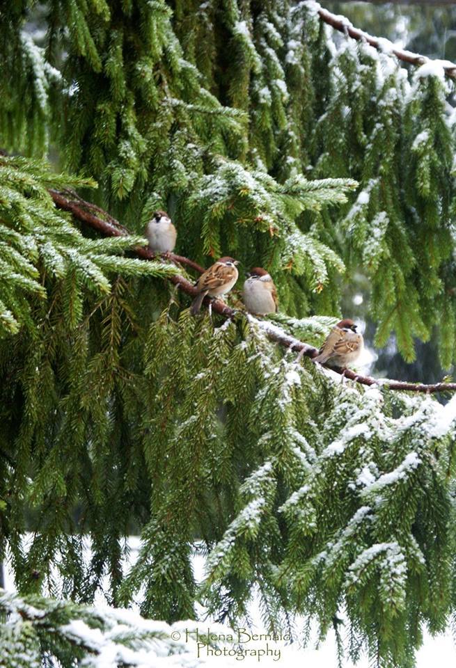 655x960, 148 Kb / Зима, снег, ветки, воробьи, ель, елка