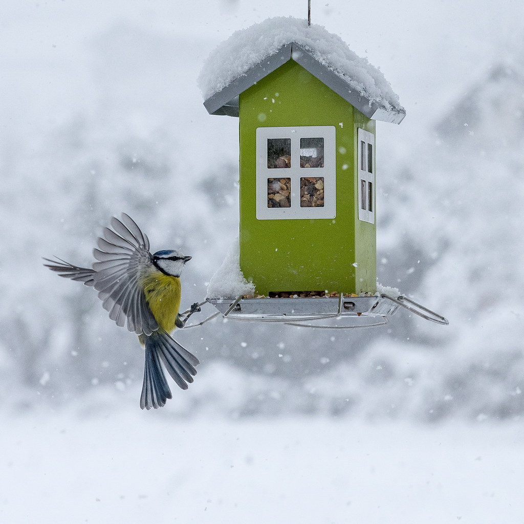 1024x1024, 165 Kb / кормушка, снег, синица, птица, домик