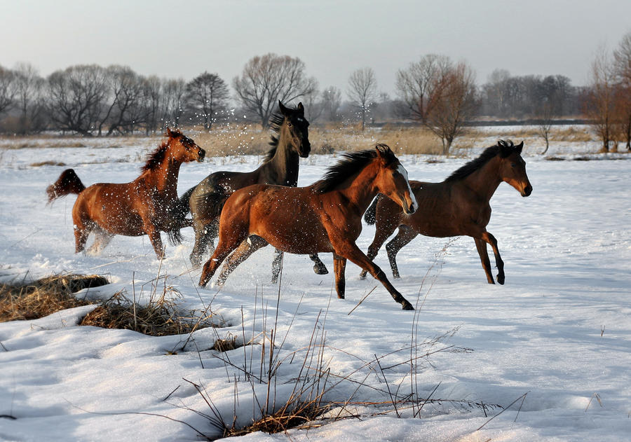 900x631, 125 Kb / Снег, кони, лошади
