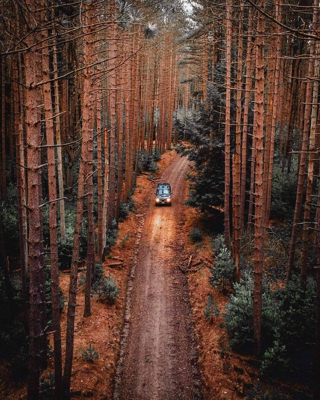 1080x1350, 313 Kb / автомобиль, классика, ретро, лес, дорога, просека