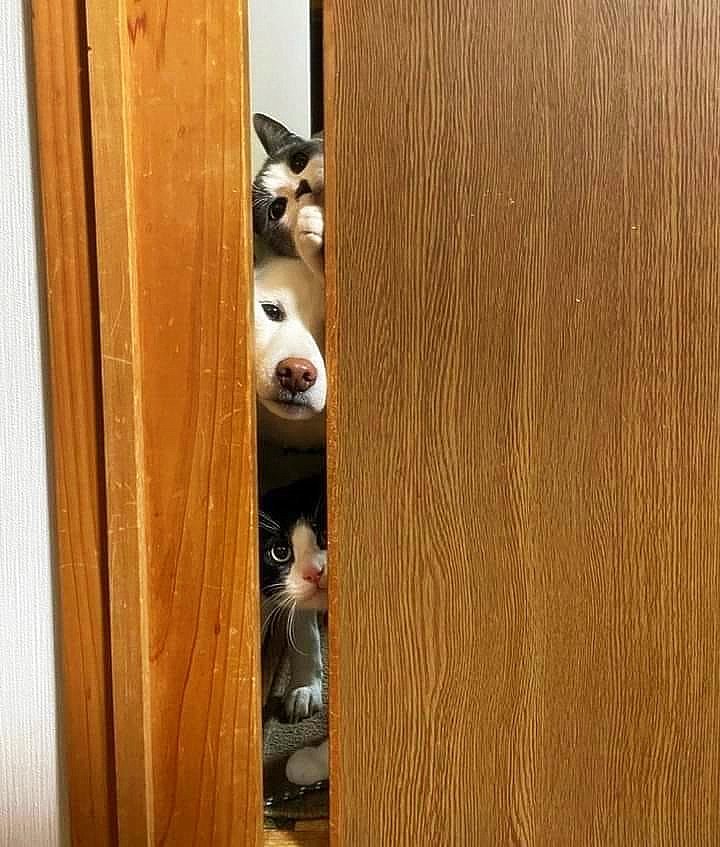 720x847, 105 Kb / Дверь, щель, кошка, собака, нос