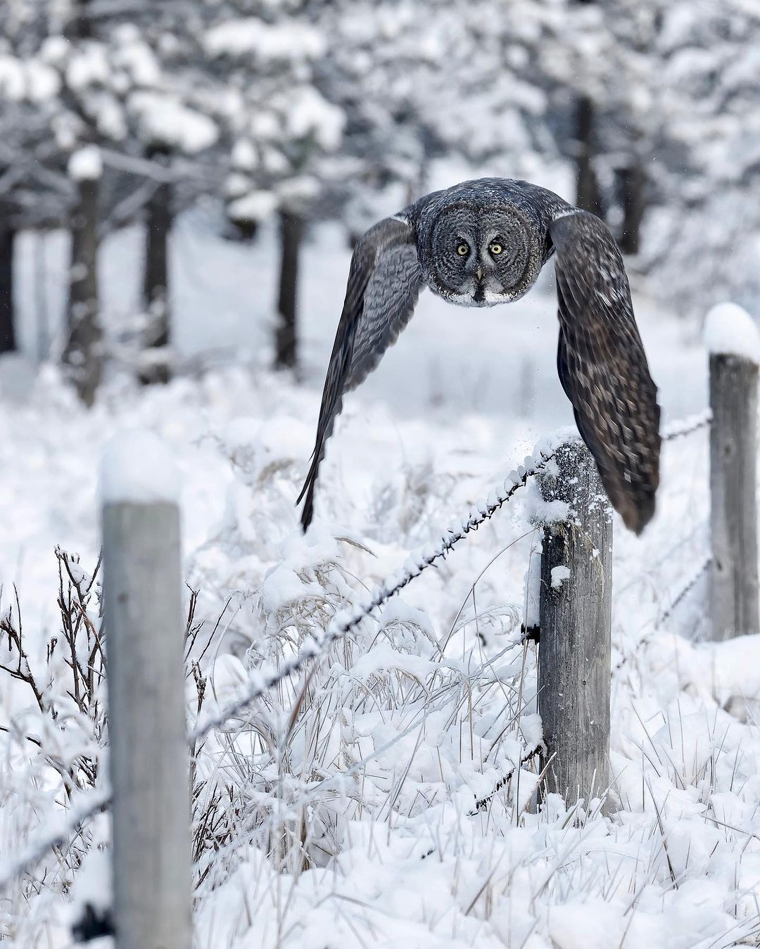 1080x1349, 233 Kb / сова, неясыть, забор, столбы, проволока, колючая проволока, колючка, снег, лес