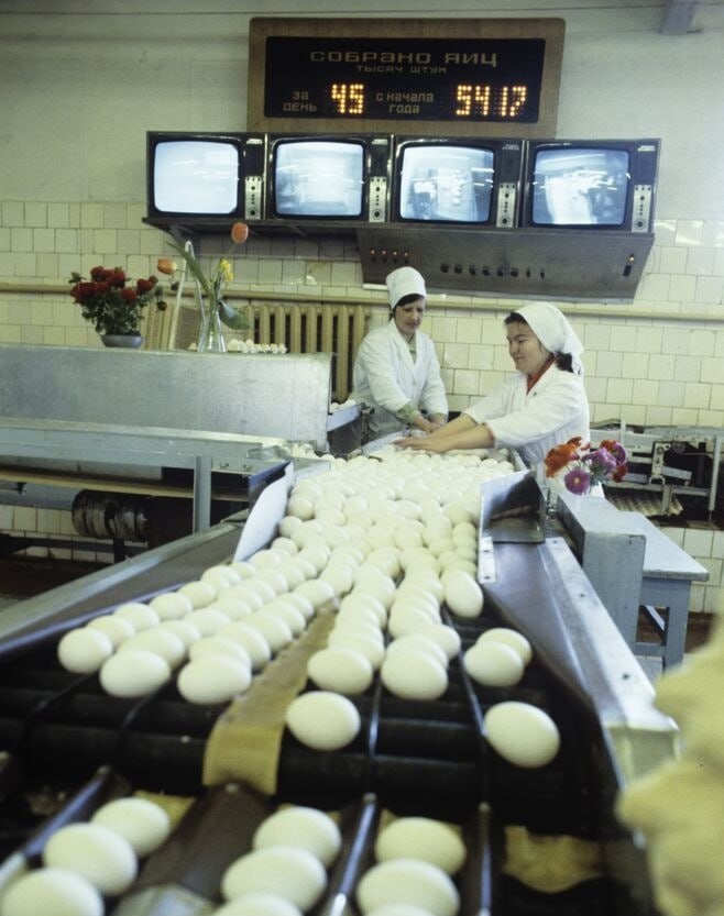 658x833, 86 Kb / птицефабрика, яйца, сортировка, табло, конвейер, телевизор