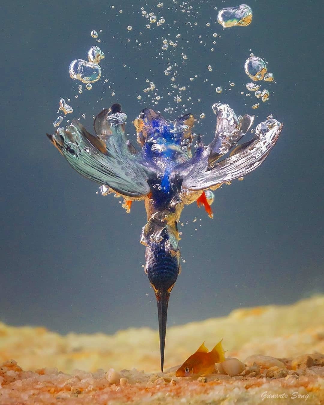 1080x1350, 181 Kb / Под водой, птица, рыбка, рыба