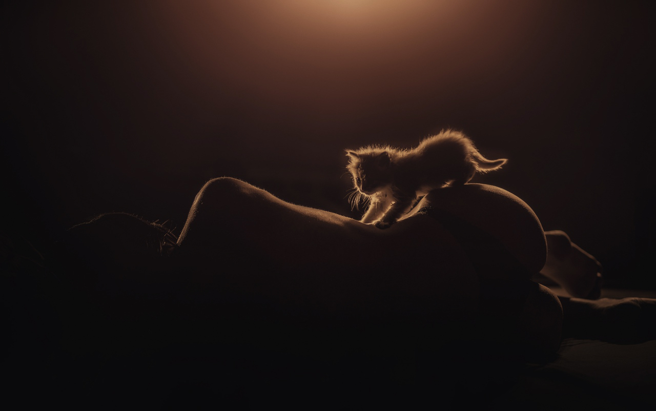 1280x802, 217 Kb / кот, кошка, котенок, силуэт, попка