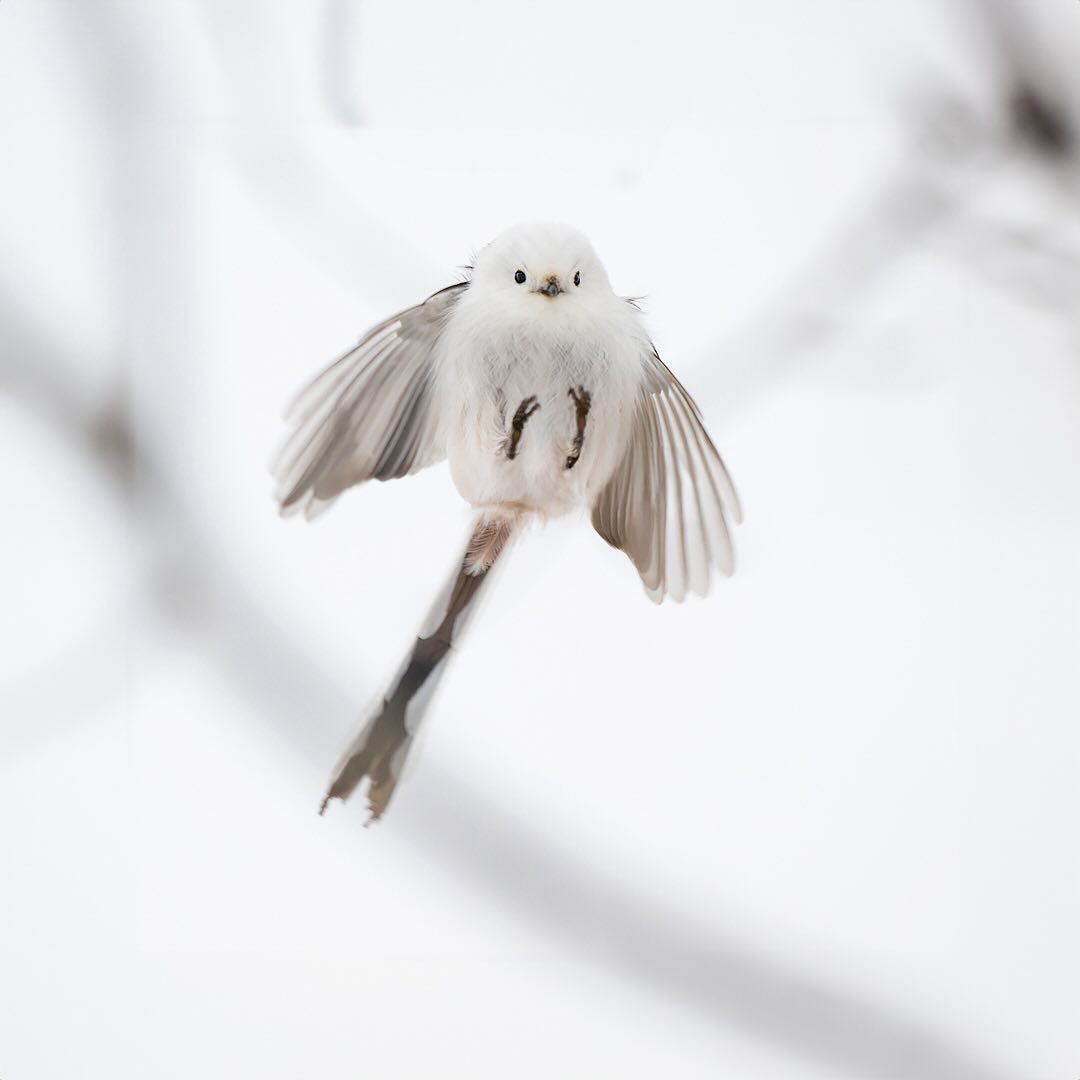 1080x1080, 40 Kb / Птичка, птица, хвост, Длиннохвостая синица