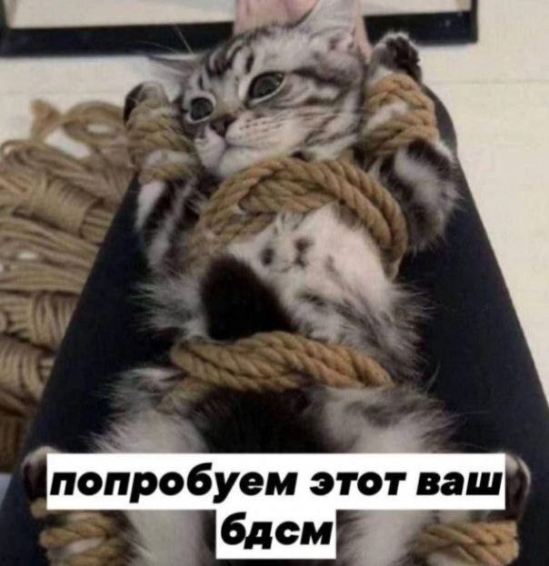 604x623, 55 Kb / котенок, верёвка, бдсм, шибари