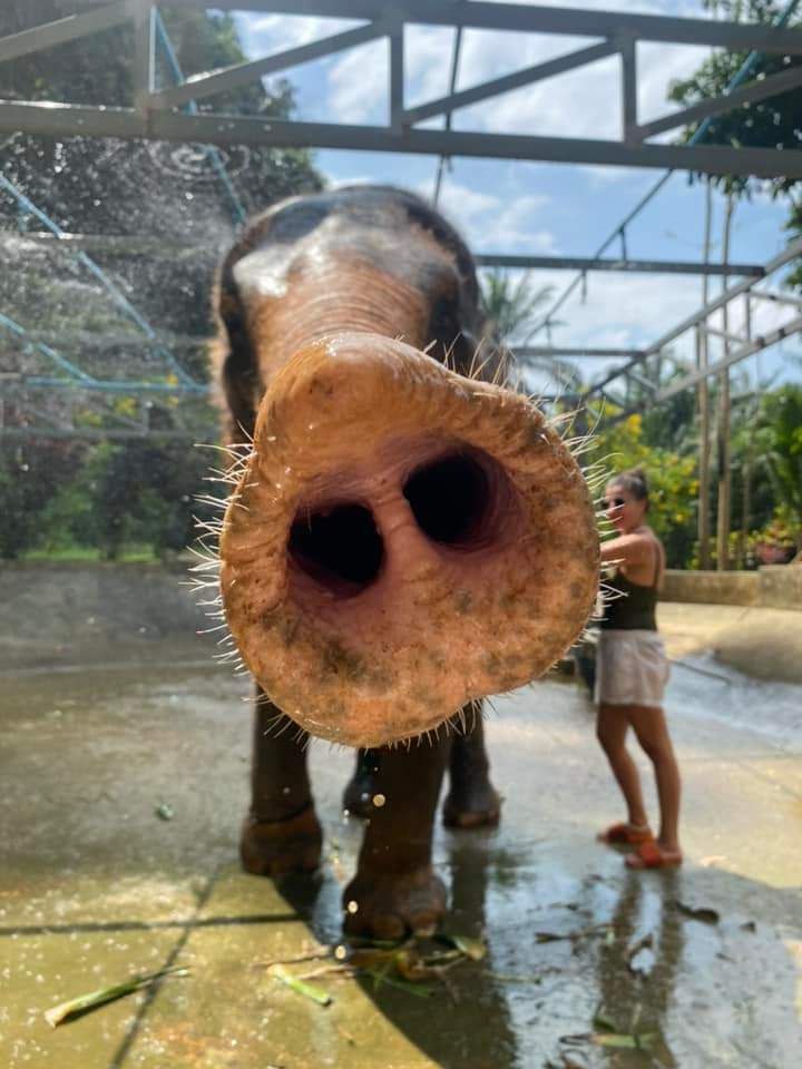 720x960, 81 Kb / Слон, хобот,девушка, проекция