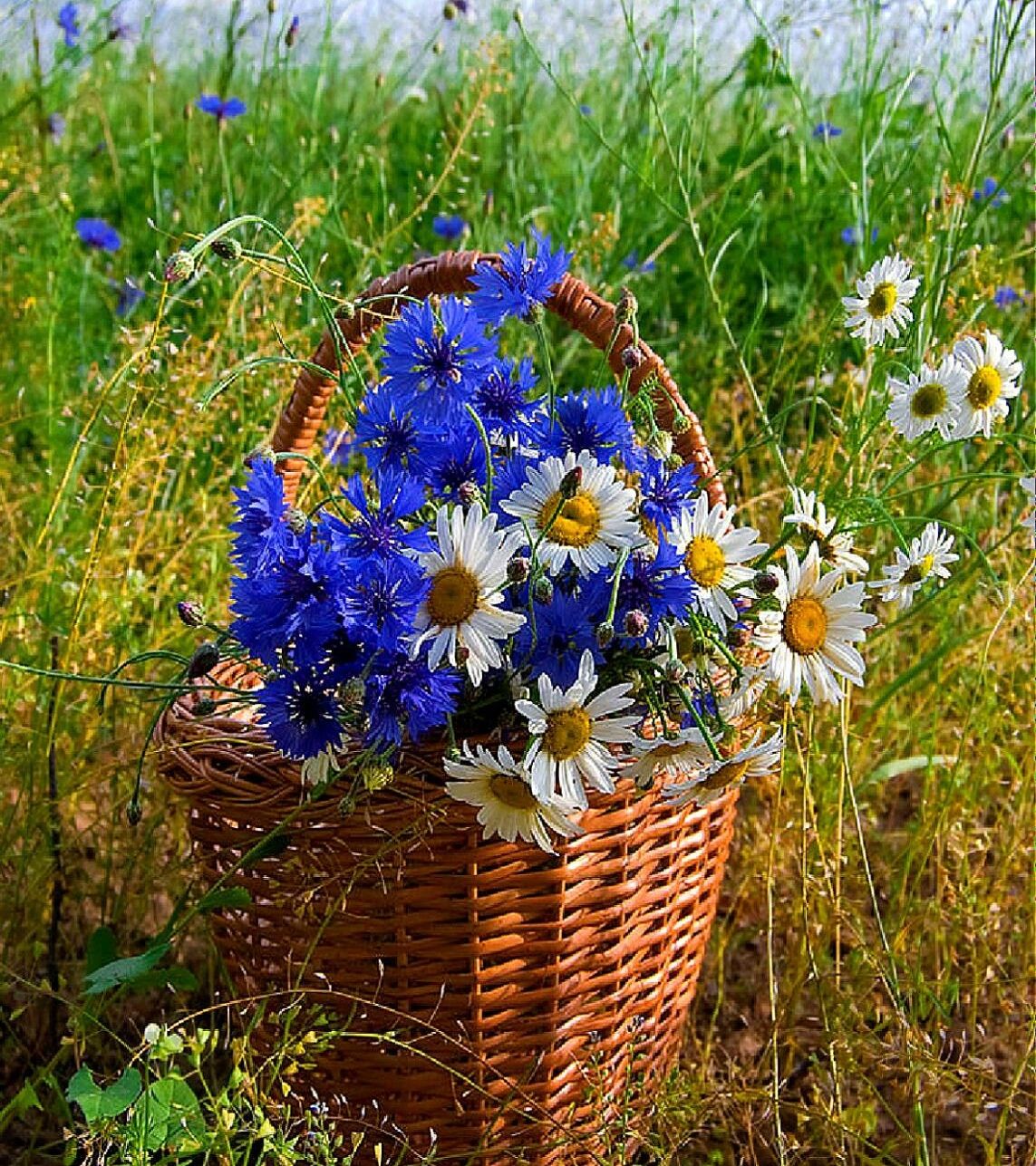 1143x1287, 386 Kb / Ромашка, василёк, корзина
