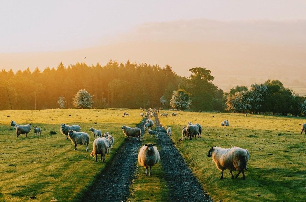 1025x678, 205 Kb / овцы, дорога, лес, луг