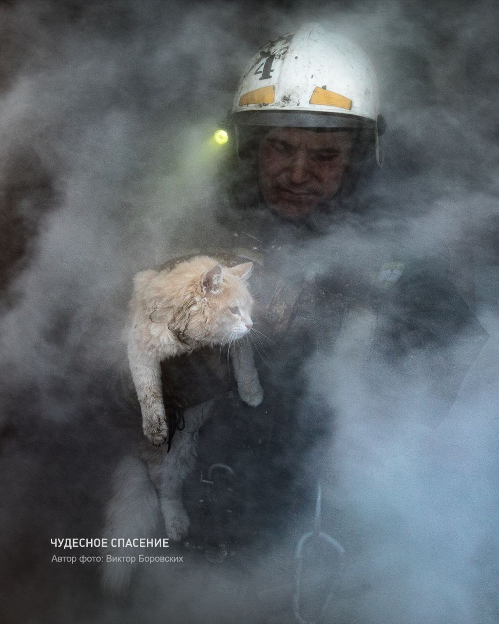 1024x1280, 167 Kb / Пожарный, кот, кошка, дым