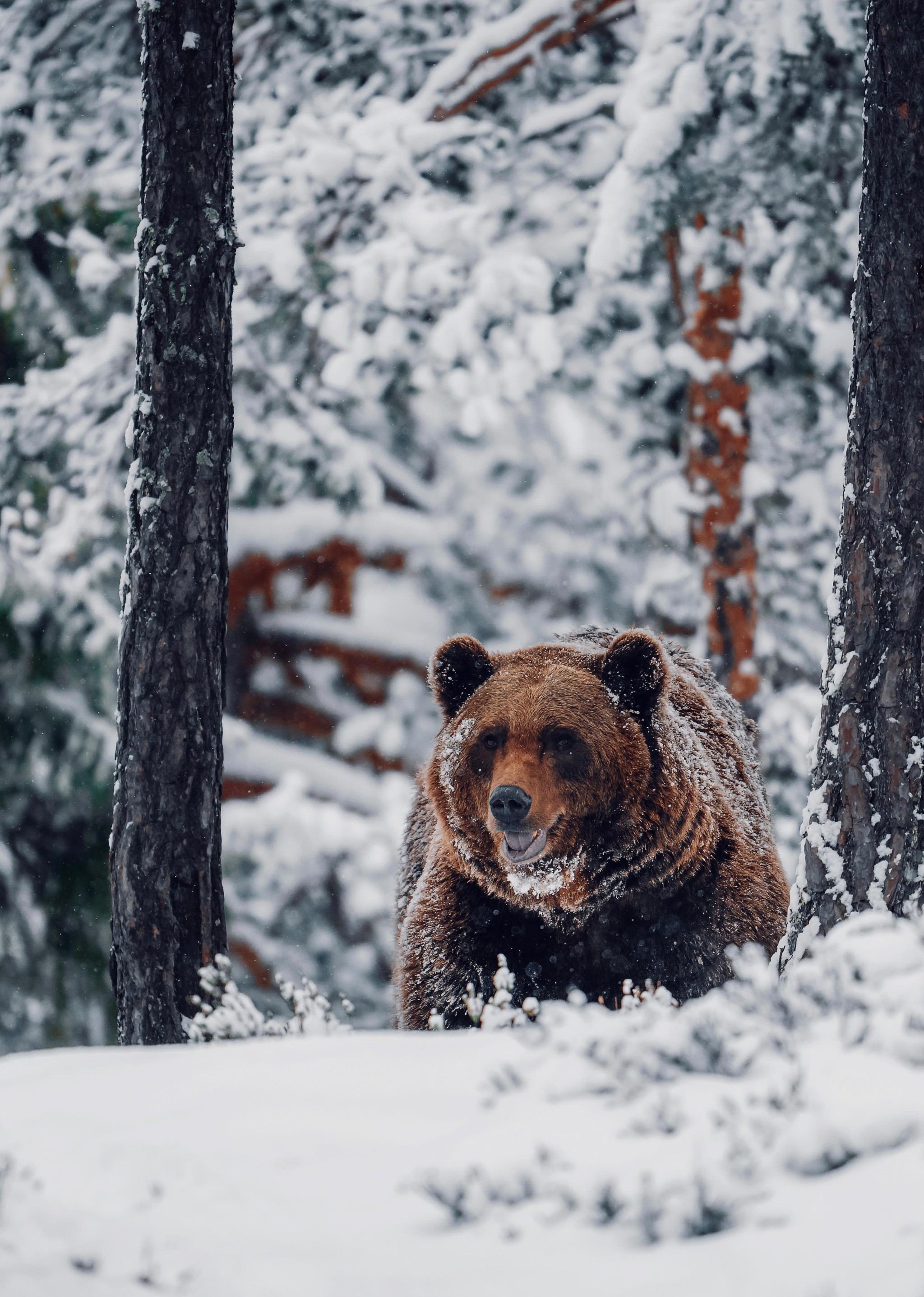 2048x2873, 621 Kb / медведь, лес, снег